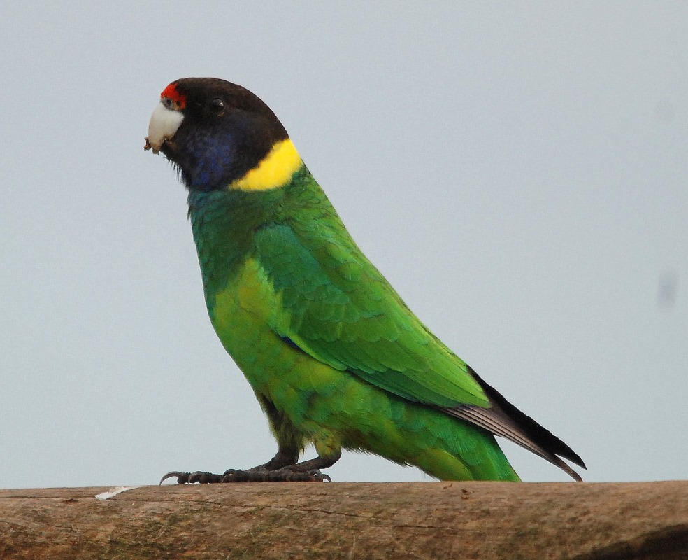 Beauty Of Australian Parrots